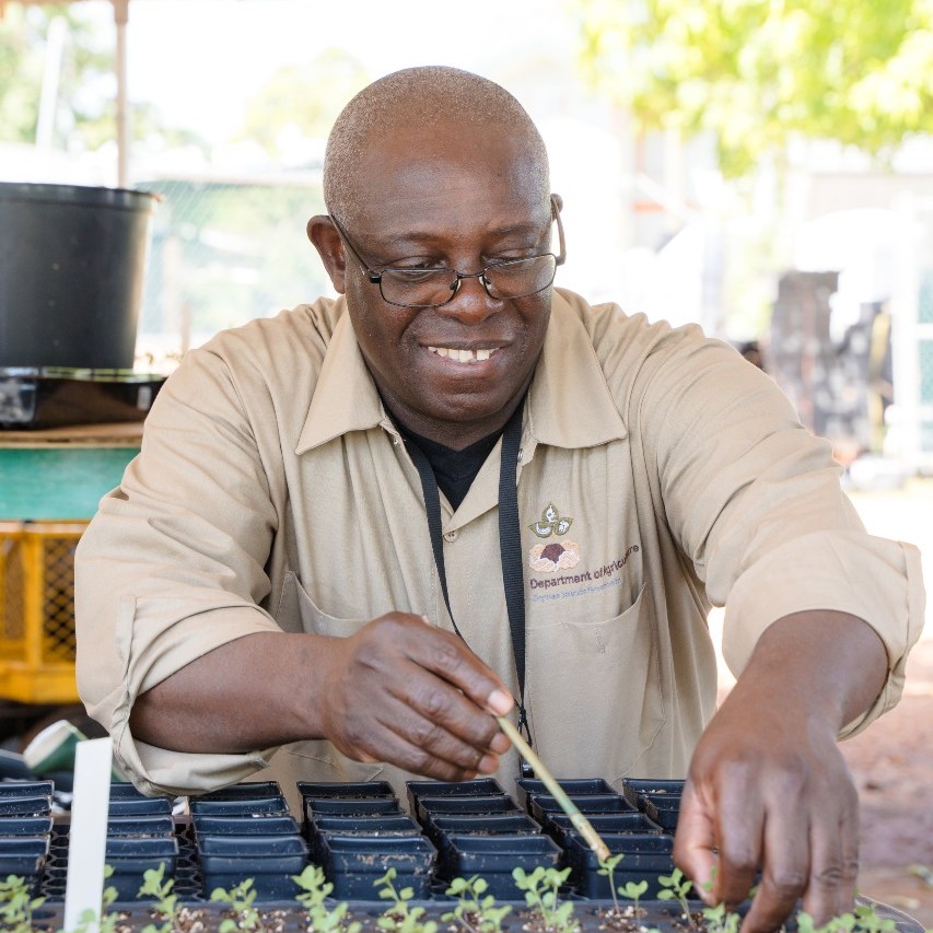Civil Servant from the Department of Agriculture tends to new plant seedlings as part of the I am a Civil Servant/ Modernising government iniative led by the Cayman Islands Government.