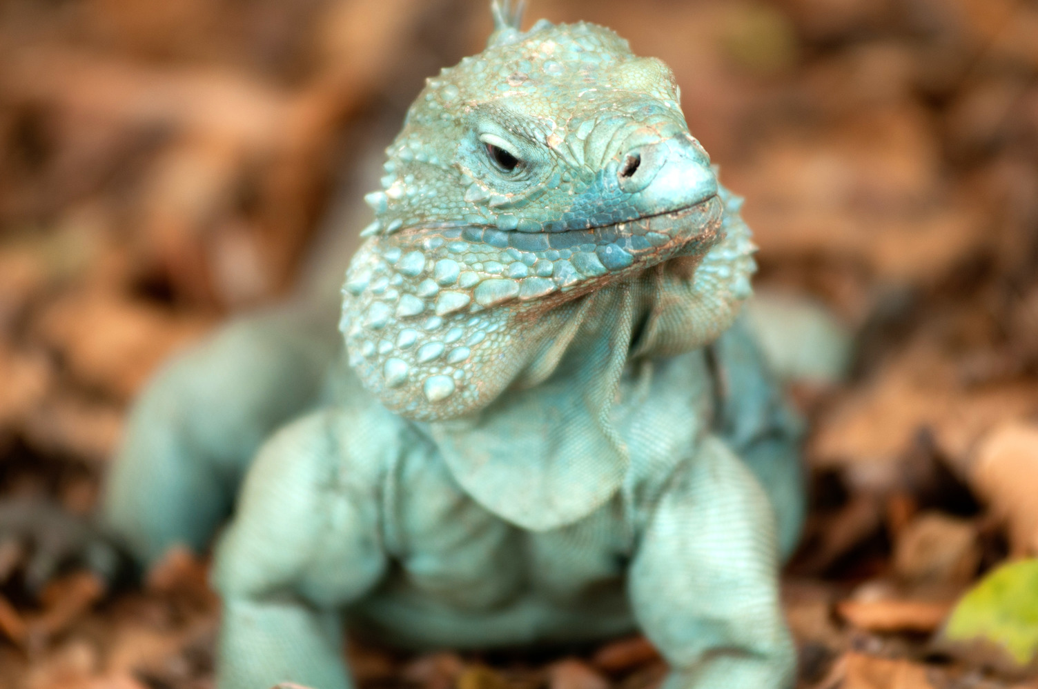 Blue Iguana